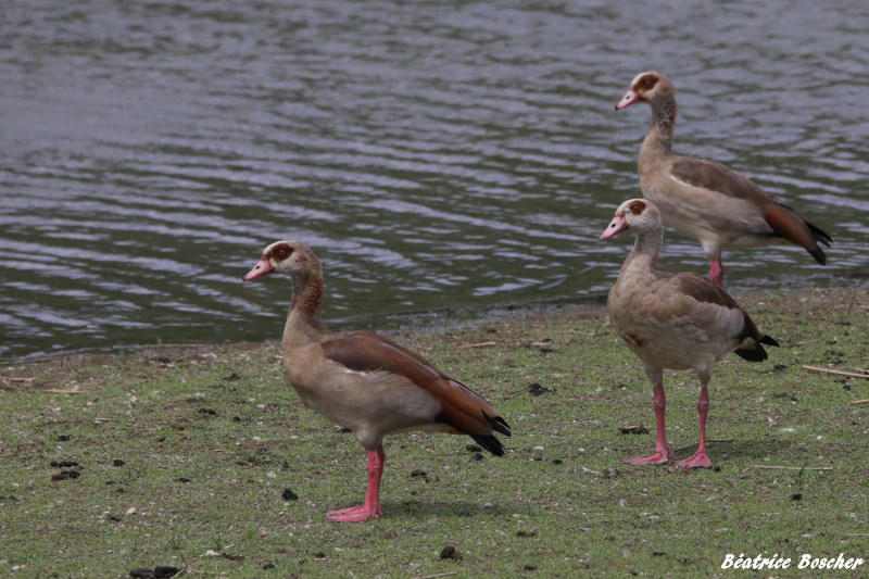 Ouettes d'Egypte.jpg